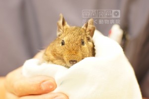 デグーのマールちゃん