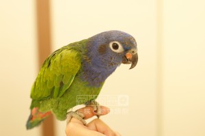 アケボノインコのねおちゃん