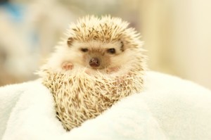 ハリネズミのぴーくん