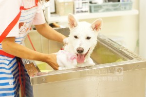 Mixのナズナちゃん、ホテルとシャンプーのご利用でした😀