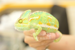 エボシカメレオンのこまつちゃん