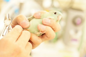サザナミインコの爪切り