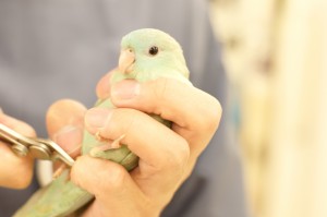 サザナミインコの爪切り2
