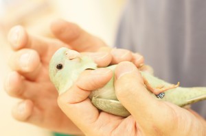 サザナミインコの女の子