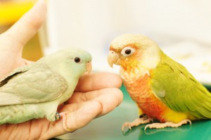 サザナミインコとウロコインコのご対面