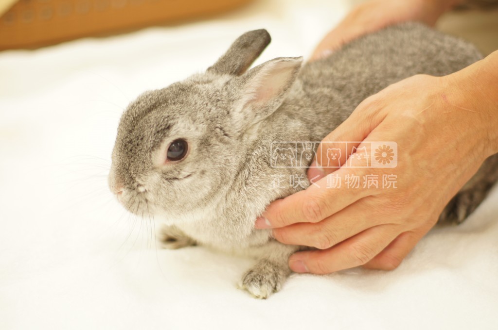 うさ吉くん