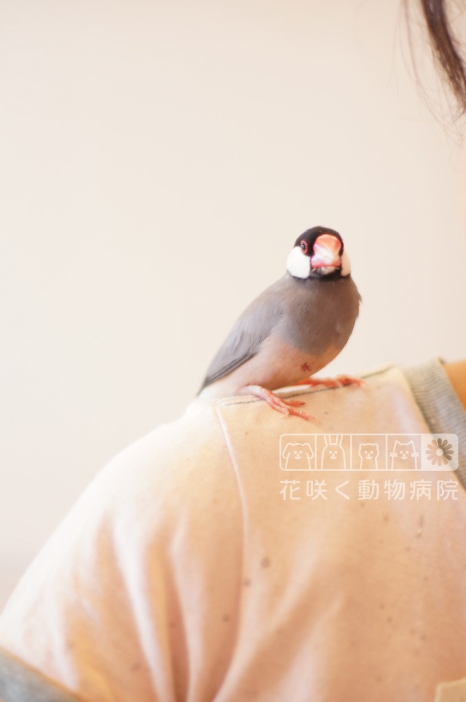 文鳥のもちちゃん