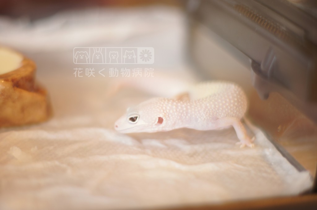 ヒョウモントカゲモドキの花豆ちゃん