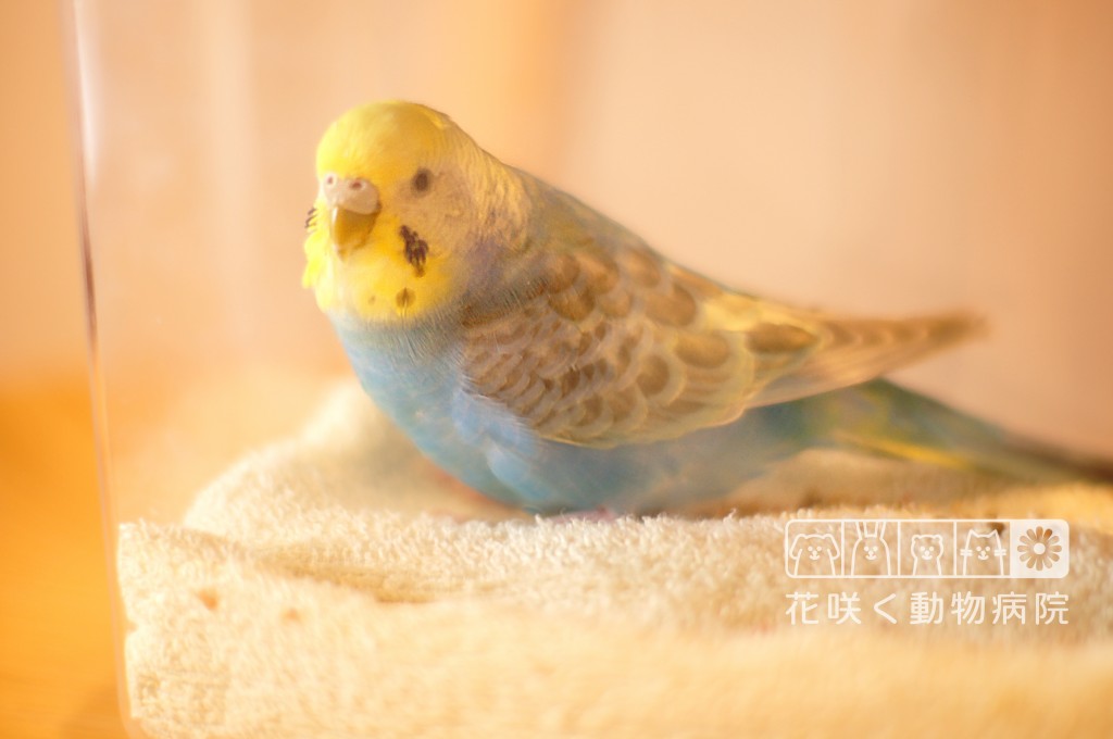セキセイインコのピーコちゃん