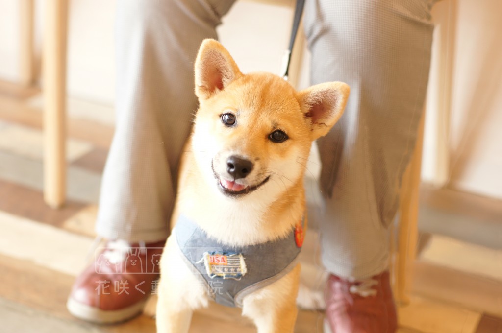 柴犬のまるくん、4ヶ月です✨