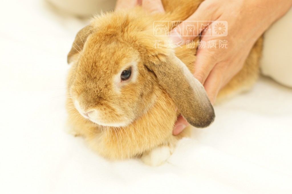 かりんちゃん
