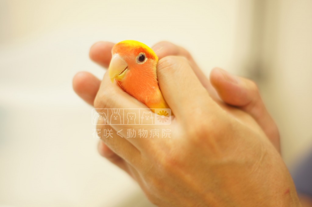 コザクラインコの又兵衛くん