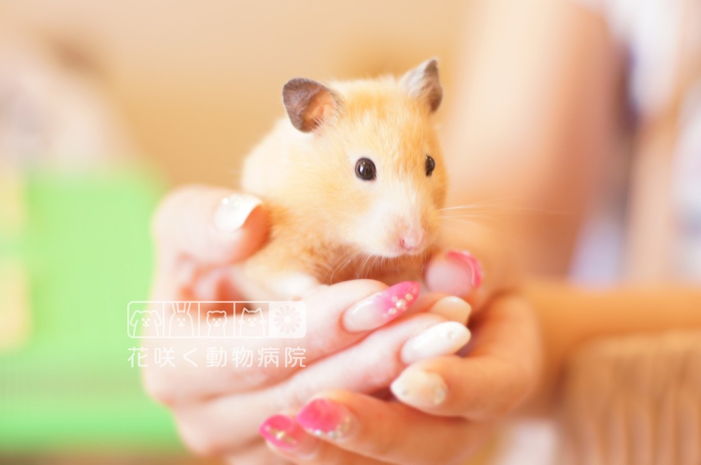 くっきーちゃん