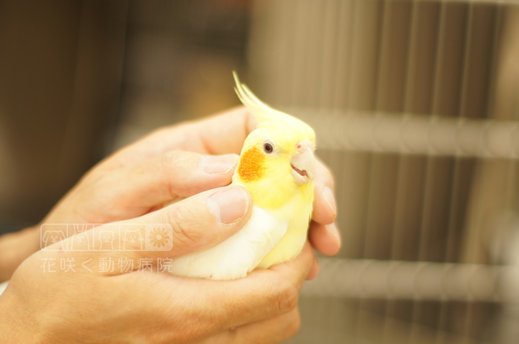 オカメインコのぴーちちゃん