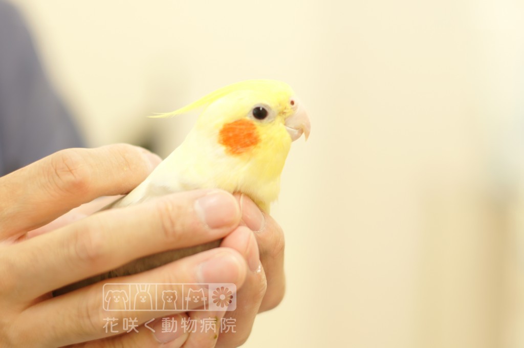 オカメインコのきなこくん