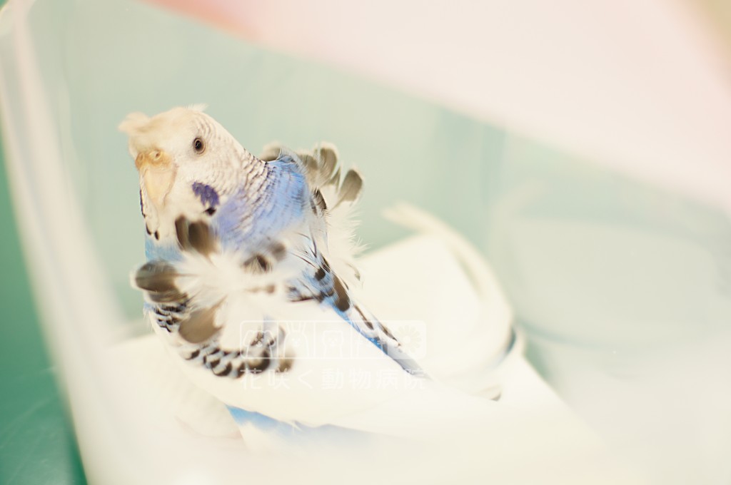 羽衣セキセイインコのそらちゃん