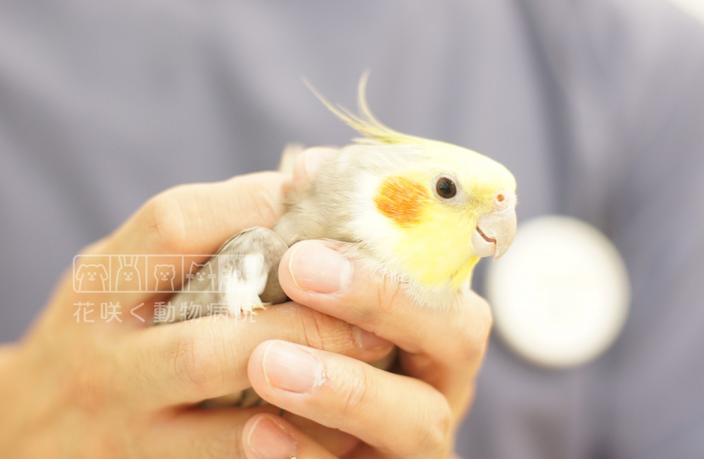 オカメインコのうめちゃん