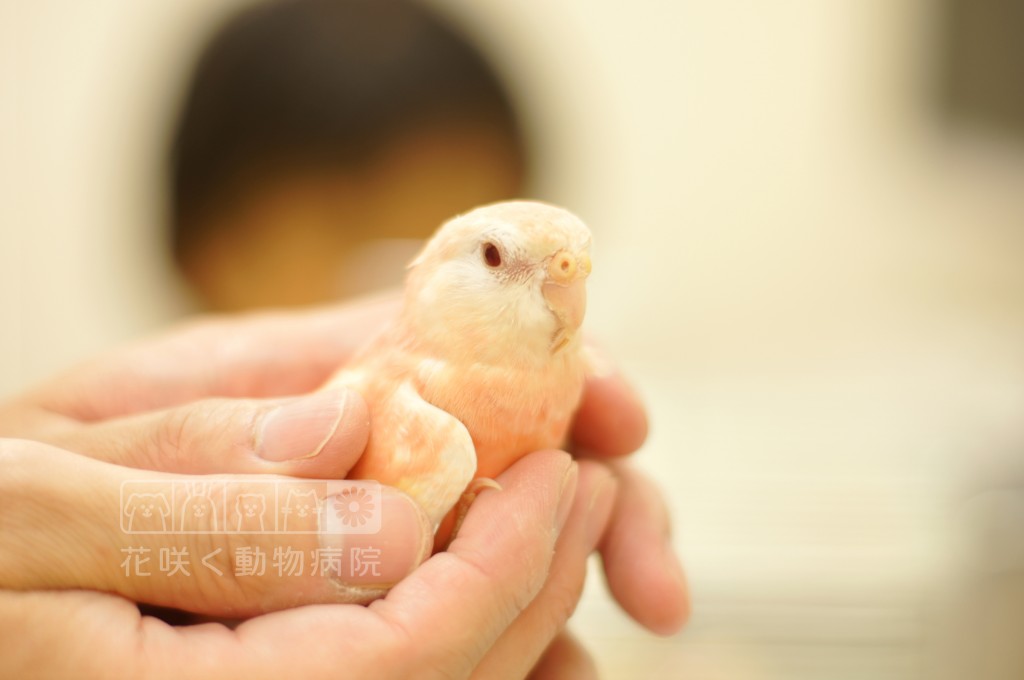 アキクサインコの柑太郎くん