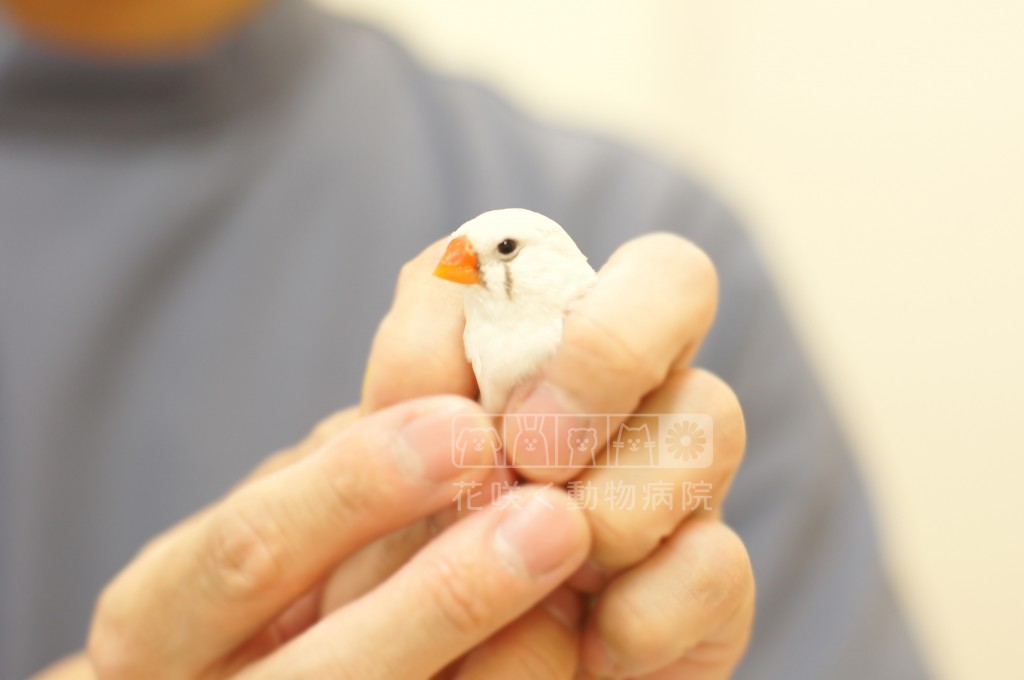 キンカチョウのプチ子ちゃん