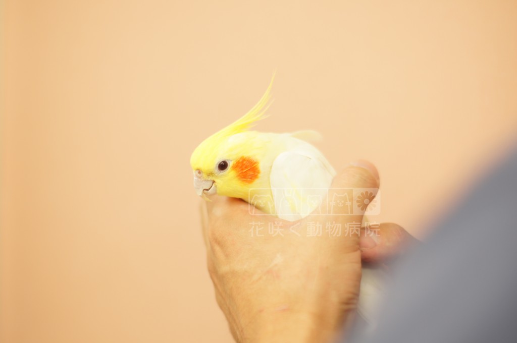 入院されていたオカメインコのリリーくん。ご退院おめでとう💐