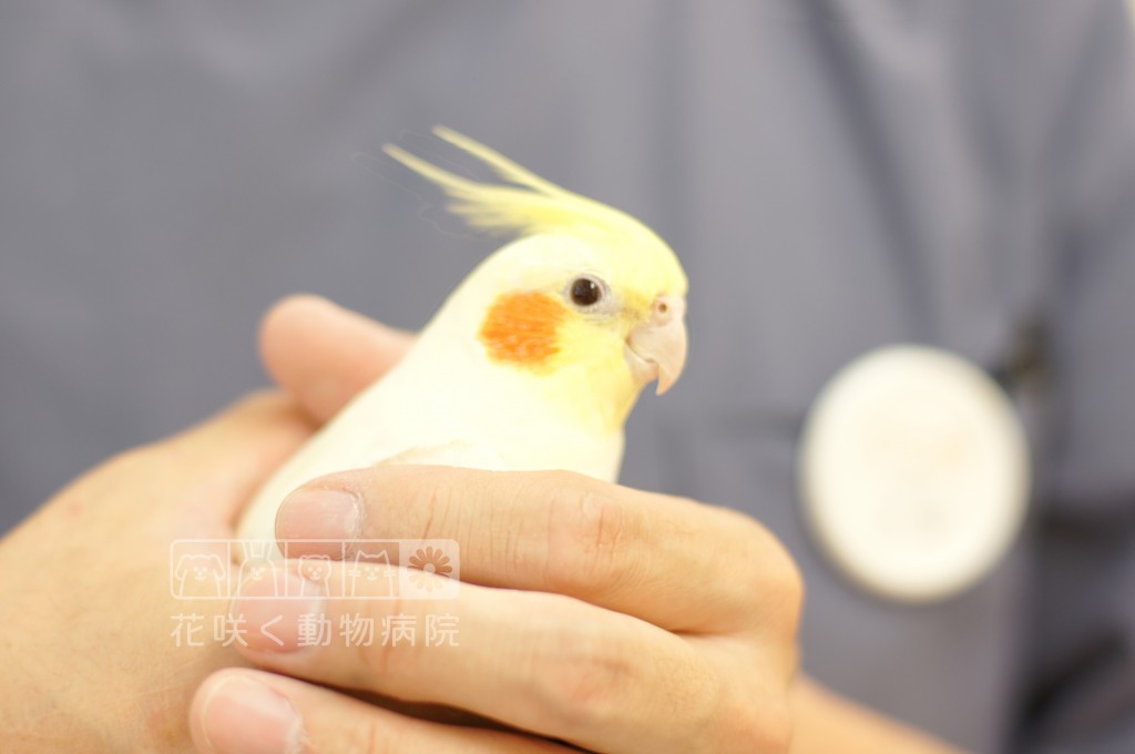 オカメインコのはなちゃん