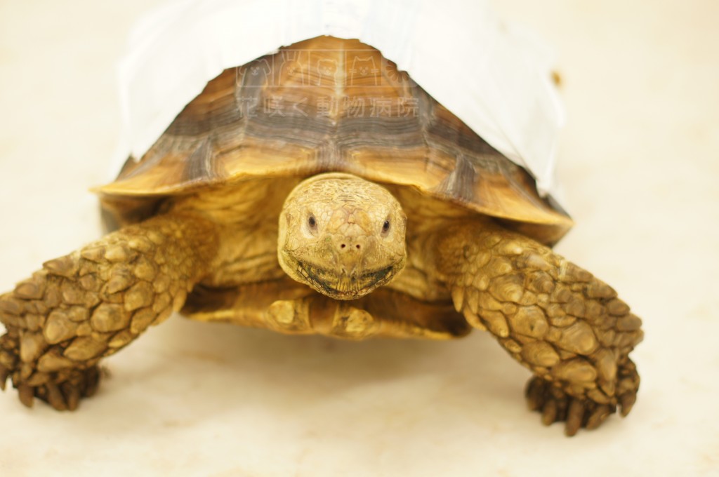 ケヅメリクガメのカメヨシくん…お名前に親近感が…！