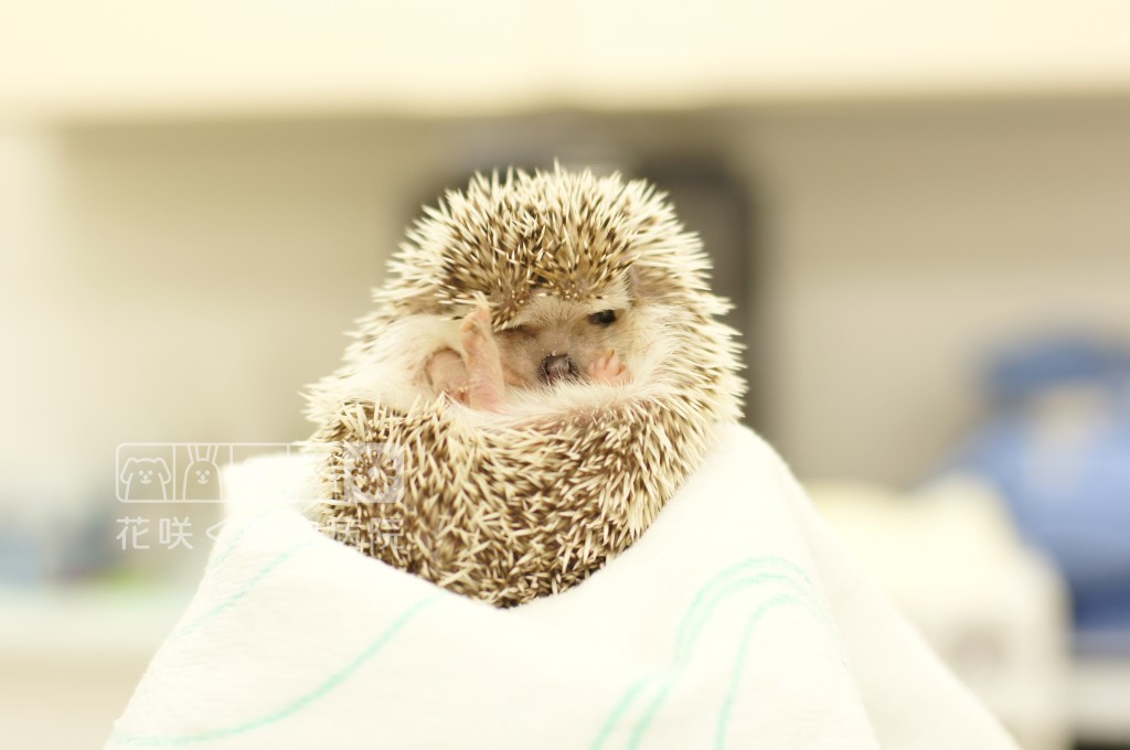 ハリネズミのウニちゃん