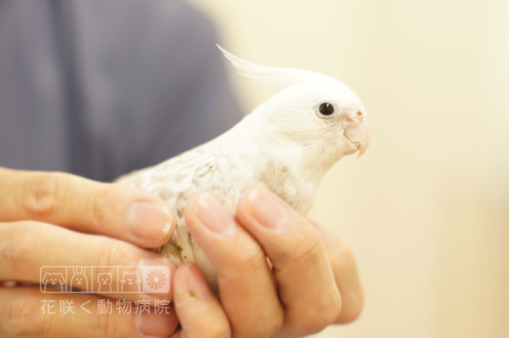 オカメインコのしろいちゃん