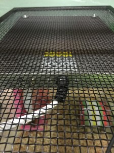 暖突
