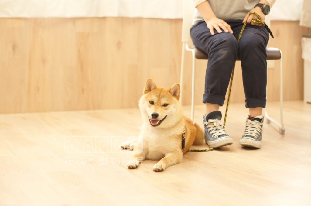 しつけ教室