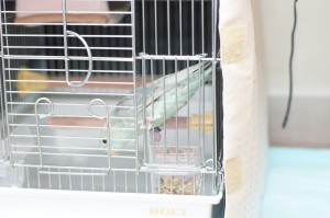 SONY DSC