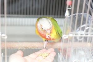 SONY DSC