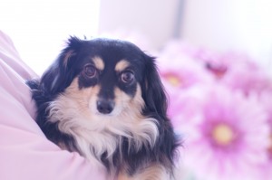 SONY DSC