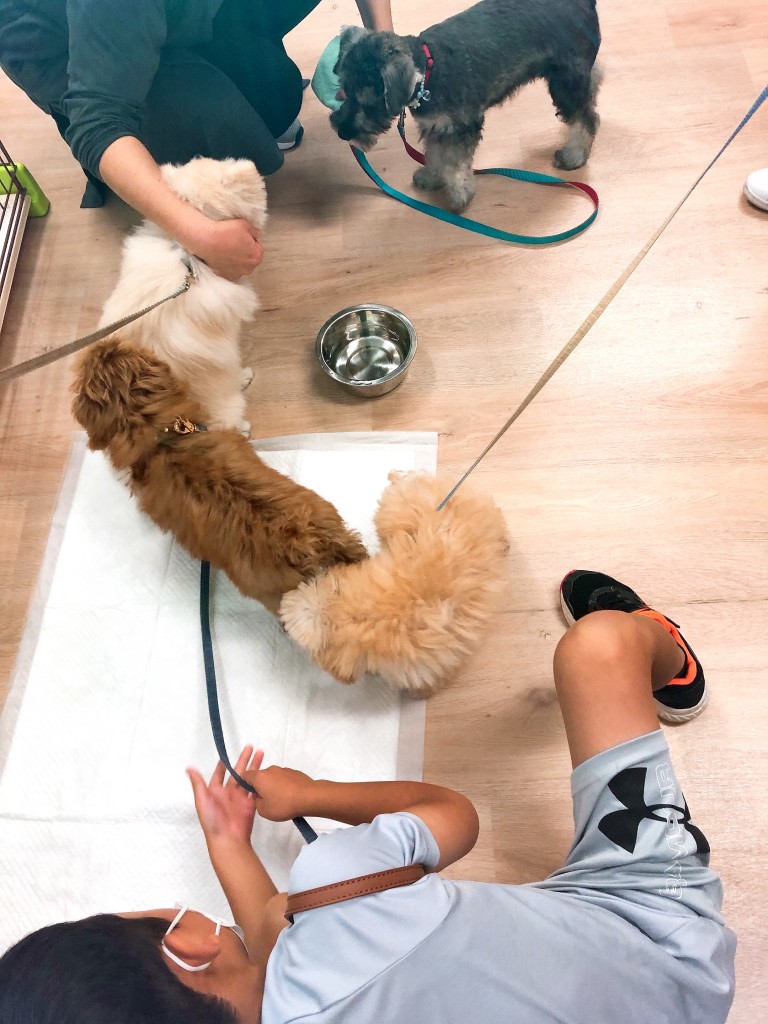 パピークラスフリータイム4
